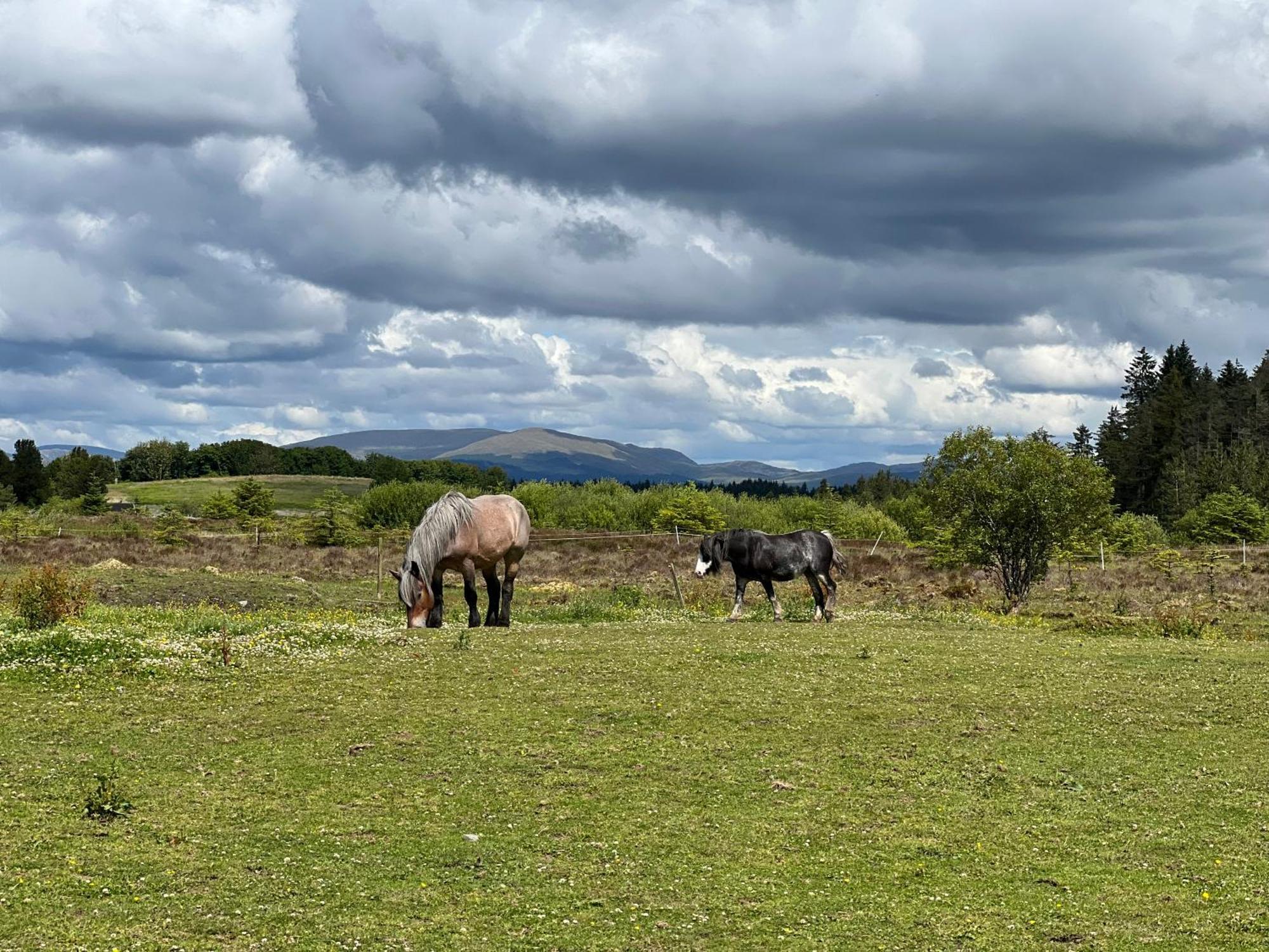 Jungle House No.26 At Three Lochs Holiday Park Newton Stewart Bagian luar foto